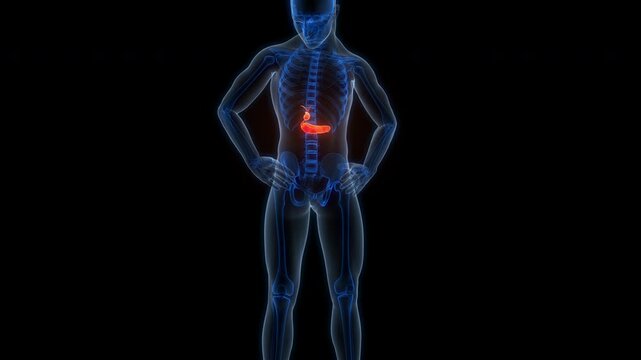 Human Internal Organs Pancreas with Gallbladder Anatomy Animation Concept