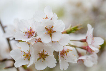 White sakura cherry tree blossom flowers and buds on branch in early sping