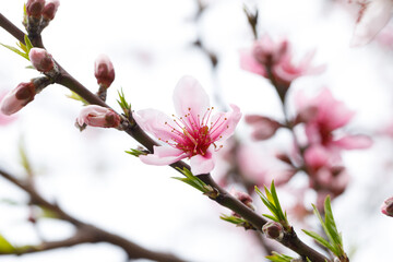Branches of beautiful pink cherry blossoms flowers close-up in the garden