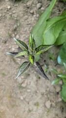 plant grow up in nature