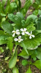 Strange forms of nature photo