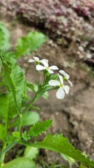 Strange forms of nature photo