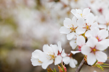 Cherry blossom in the spring