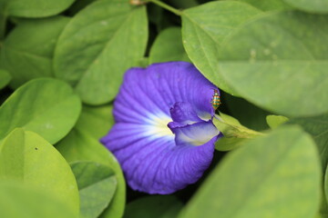 Clitoria ternatea
