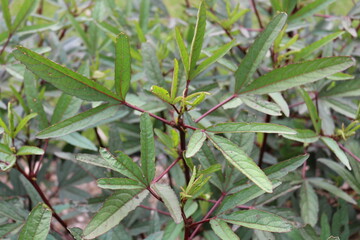 Folhas de Hibisco Vinagreira