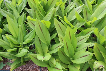 Plantio de Curcuma zedoaria
