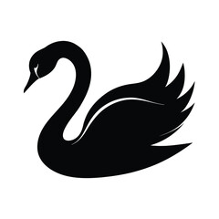 black swan on white vector illustration