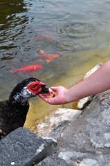 lake, river, water with orange fish, koi carp, black swan feeding bird food, water, Chinese carp, Japanese carp, orange fish, brocade carp, big bird, nature reserve, food for birds
