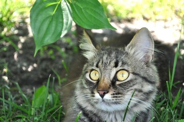 A gray cat with large yellow eyes sits in the leaves on the lawn in the yard. Fur, cat portrait, face, muzzle, nose

