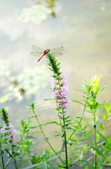 on a gentle light background, close up a dragonfly sits on a flower. green background, insect, wildlife, lake.
