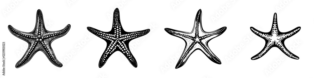 Poster collection of four distinct starfish showcasing different shapes and patterns on a white background