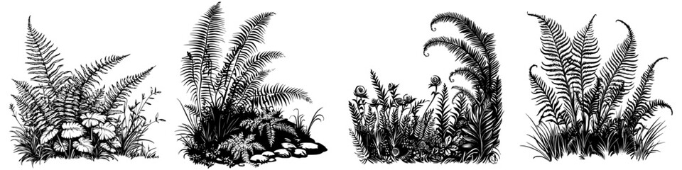 Detailed illustration of various ferns and plants in a natural setting with rocks and grass at different growth stages