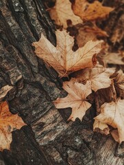 Tree Trunk Leaves Close Up