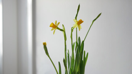 Fototapeta premium Blooming yellow Daffodil Narcissus Jonquil at home. Spring potted flowering plant. Easter concept