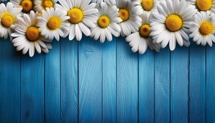Obraz premium border of many white daisy flowers with yellow centres on blue wood background with copy space