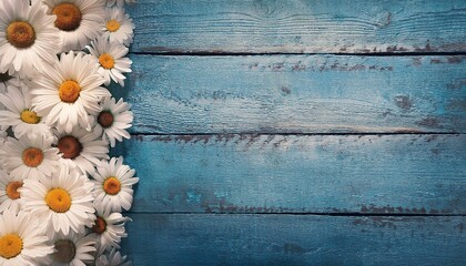 Obraz premium border of many white daisy flowers with yellow centres on blue wood background with copy space