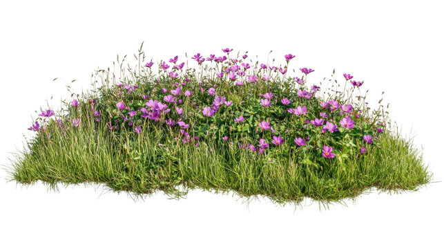 Blooming purple flowers growing in green grass with transparent background - Powered by Adobe