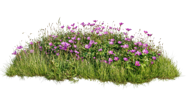 Blooming purple flowers growing in green grass with transparent background