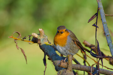 European robin perching on a twig close-up
