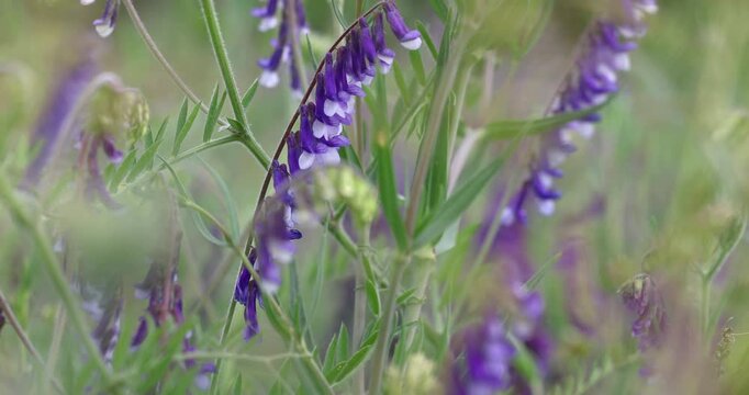 Tufted vetch blooming in spring meadow