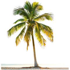 Obraz premium A vibrant green palm tree stands tall on a sandy beach against a clear sky, evoking tropical serenity and relaxation.