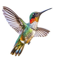 Fototapeta premium A vivid close-up of a colorful hummingbird in flight, displaying its vibrant feathers and majestic posture against a clear background.