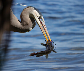 Great Blue Heron Skilled Hunter Fish Catch Paynes Prairie Florida