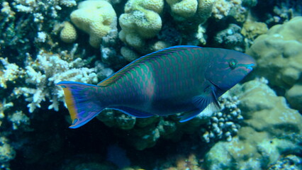 Purple-brown parrotfish (Scarus fuscopurpureus) undersea, Red Sea, Egypt, Sharm El Sheikh, Montazah Bay