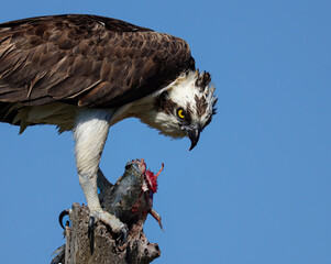 Osprey Everglades Florida Fresh Catch Fish 