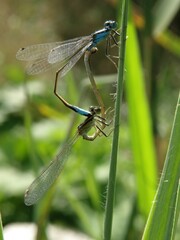 Mating dragonflies