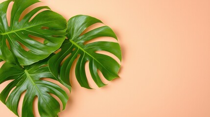 Fototapeta premium Tropical Monstera Leaves on Peach Background for Creative Design and Natural Aesthetic Concepts