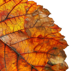 Obraz premium Close-up of an autumn leaf showcasing vivid orange and yellow hues with detailed vein patterns. Perfect for seasonal or nature-themed designs.