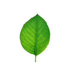 Fototapeta premium Fresh green leaf isolated on white