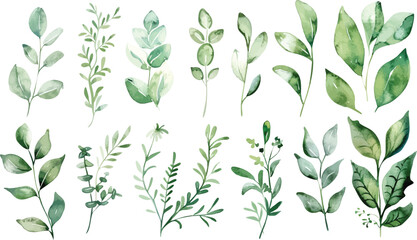 Set of green watercolor leaves on isolated background. Green leaf branches collection. Watercolor floral set. Leaf branches for greetings, fashion, eucalyptus, olive, cloth, print, invitation, card   © Pixel Park