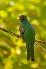 Collared Trogon (Trogon collaris) perched on a branch against a blurred green background
