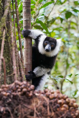 Black and white ruffed lemur (Varecia variegata)
