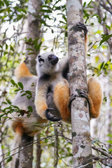 Diademed sifaka in the wild (Propithecus diadema)