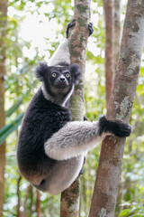 Indri in a forest of Madagascar
