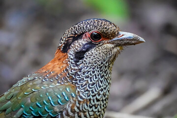 Scaly ground roller (Geobiastes squamiger)