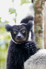 Indri in a forest of Madagascar