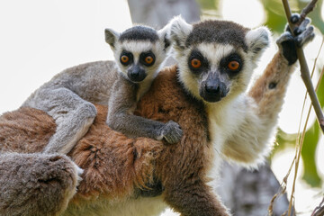 Ring tailed lemur in the wild (Lemur catta) © Daniel Jara