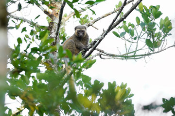 Golden bamboo lemur (Hapalemur aureus)