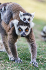 Ring tailed lemur in the wild (Lemur catta)