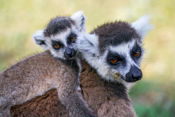 Ring tailed lemur in the wild (Lemur catta)