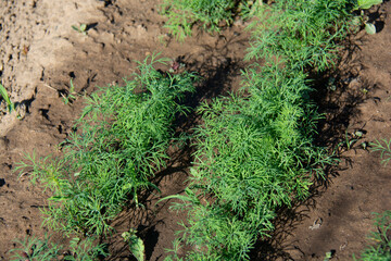 Green dill growing in a garden bed in summer
