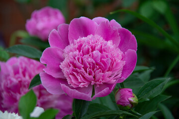 Beautiful pink peony on blurred green background close up