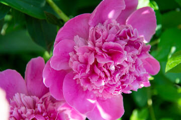 Beautiful pink peony flower close up