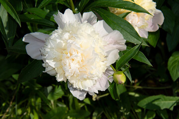 Beautiful pale pink peony with a white center against a background of green leaves close-up