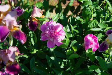 Fototapeta premium Pink peonies and lilac-violet irises in a flowerbed in the garden in summer
