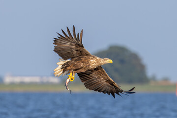 seeadler